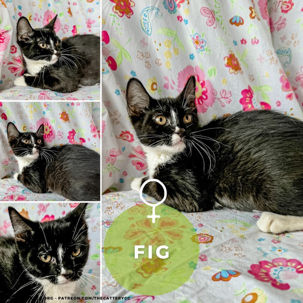 Fig, an adoptable Domestic Short Hair in Corpus Christi, TX, 78414 | Photo Image 1