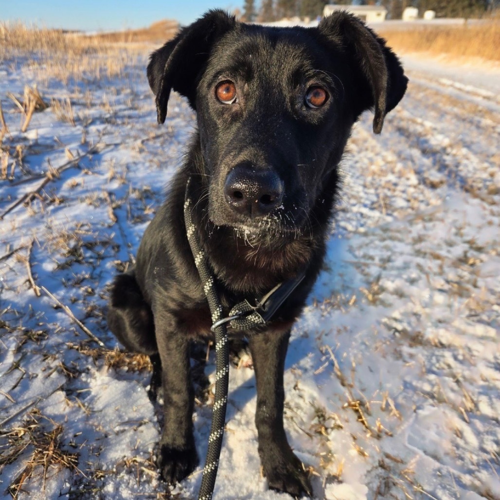 November, an adoptable Mixed Breed in Bismarck, ND, 58507 | Photo Image 1