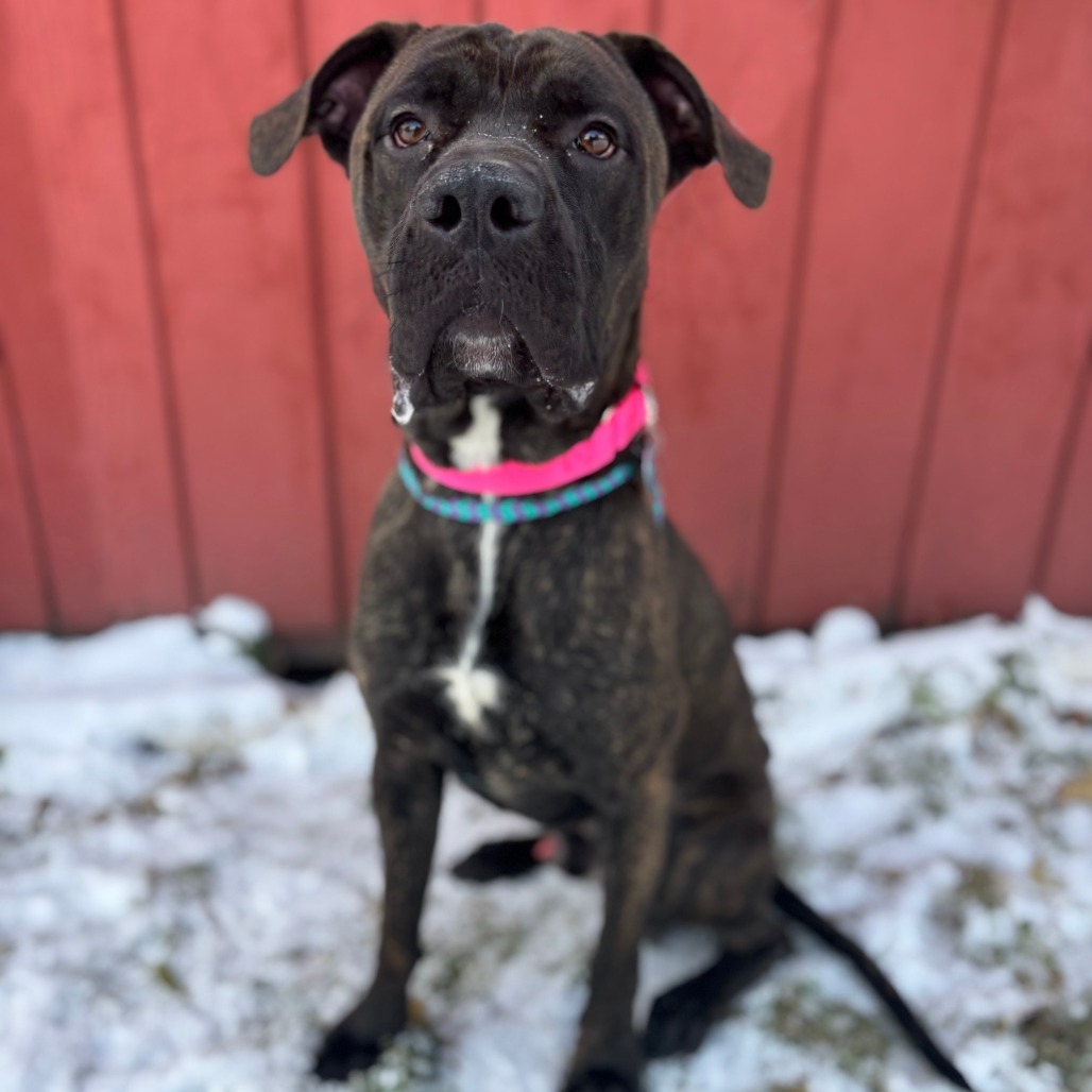 Mateo--In Foster, an adoptable Mastiff in Fargo, ND, 58102 | Photo Image 1