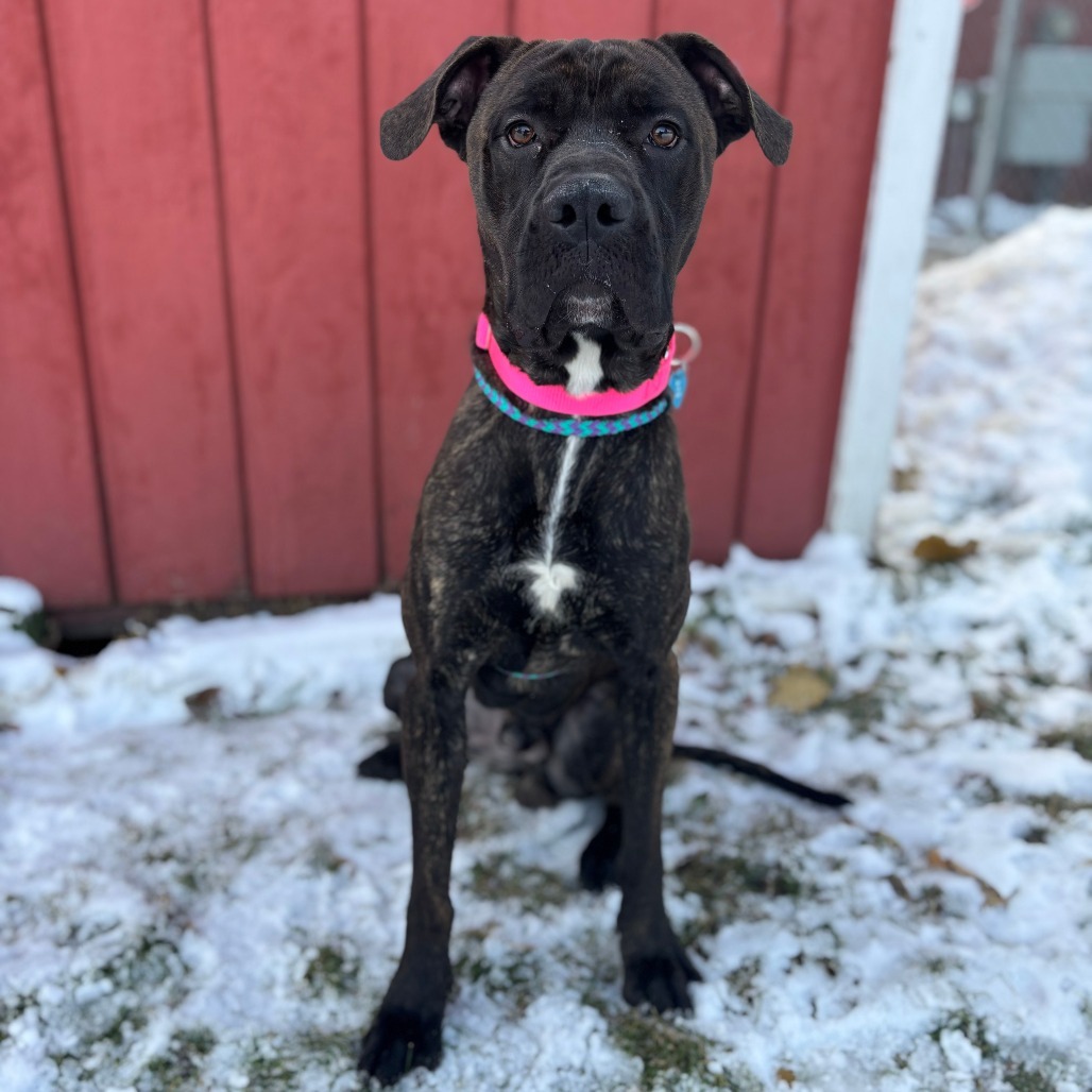 Mateo--In Foster, an adoptable Mastiff in Fargo, ND, 58102 | Photo Image 3