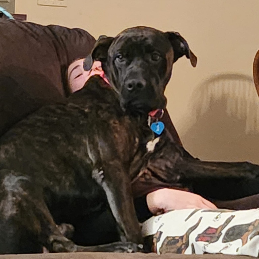 Mateo--In Foster, an adoptable Mastiff in Fargo, ND, 58102 | Photo Image 4