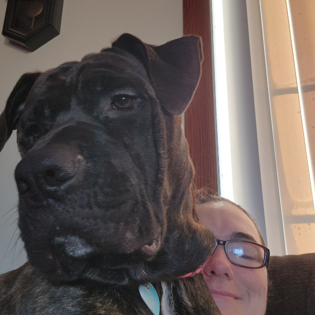 Mateo--In Foster, an adoptable Mastiff in Fargo, ND, 58102 | Photo Image 5