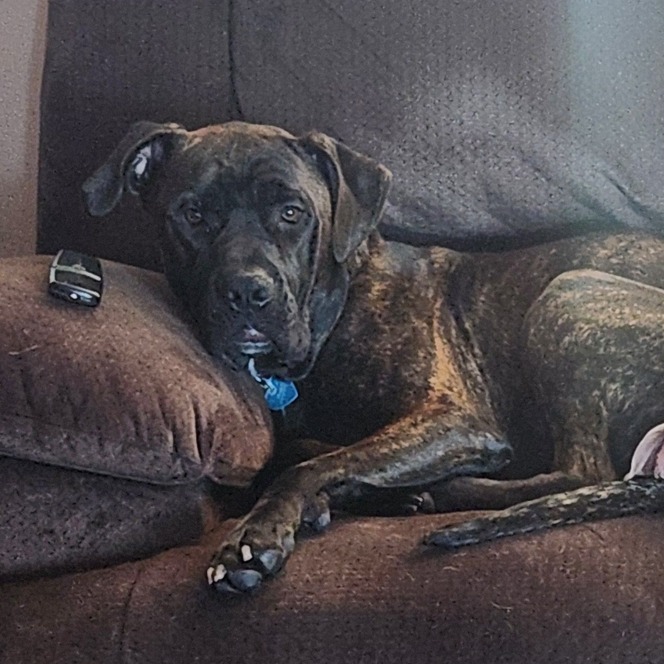 Mateo--In Foster, an adoptable Mastiff in Fargo, ND, 58102 | Photo Image 6