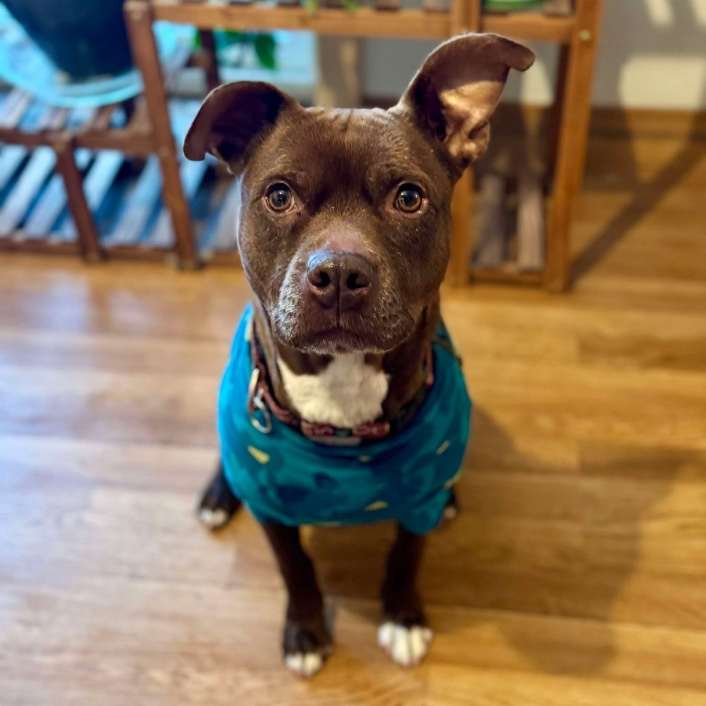 Ceres, an adoptable Pit Bull Terrier, Mixed Breed in Bend, OR, 97702 | Photo Image 1