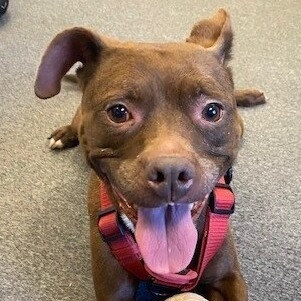 Ceres, an adoptable Pit Bull Terrier, Mixed Breed in Bend, OR, 97702 | Photo Image 2