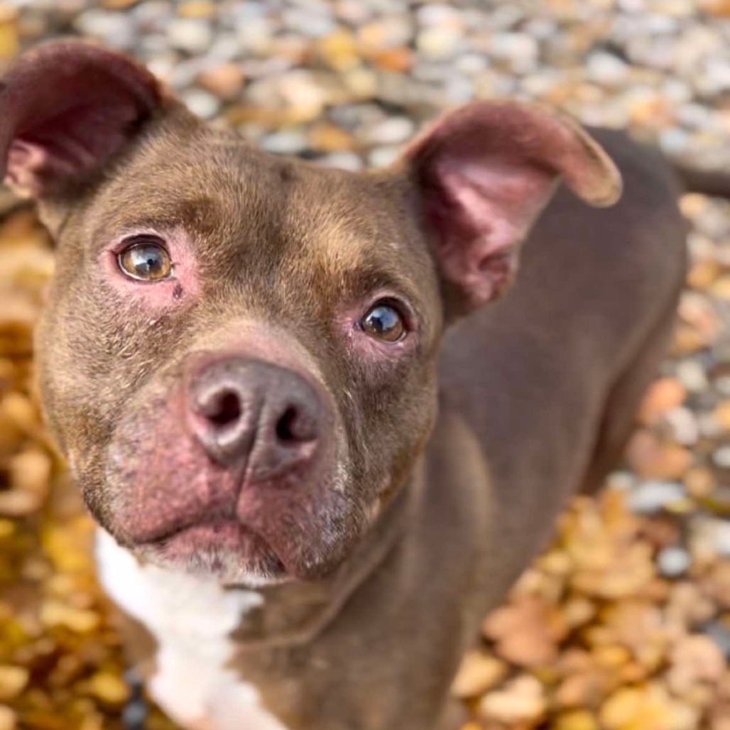Ceres, an adoptable Pit Bull Terrier, Mixed Breed in Bend, OR, 97702 | Photo Image 3