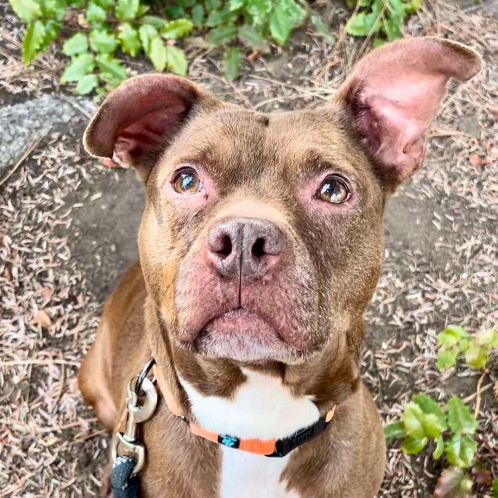 Ceres, an adoptable Pit Bull Terrier, Mixed Breed in Bend, OR, 97702 | Photo Image 4