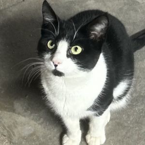 Jasmine, Adult Female Domestic Short Hair