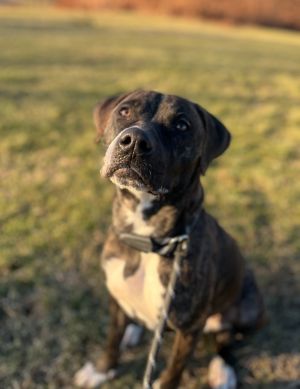 Roxy is an absolute sweetheart a one-year-old terrier with a gentle soulwith patience and kindness