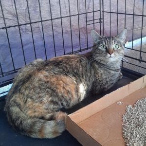 Kalista, Adult Female Domestic Short Hair