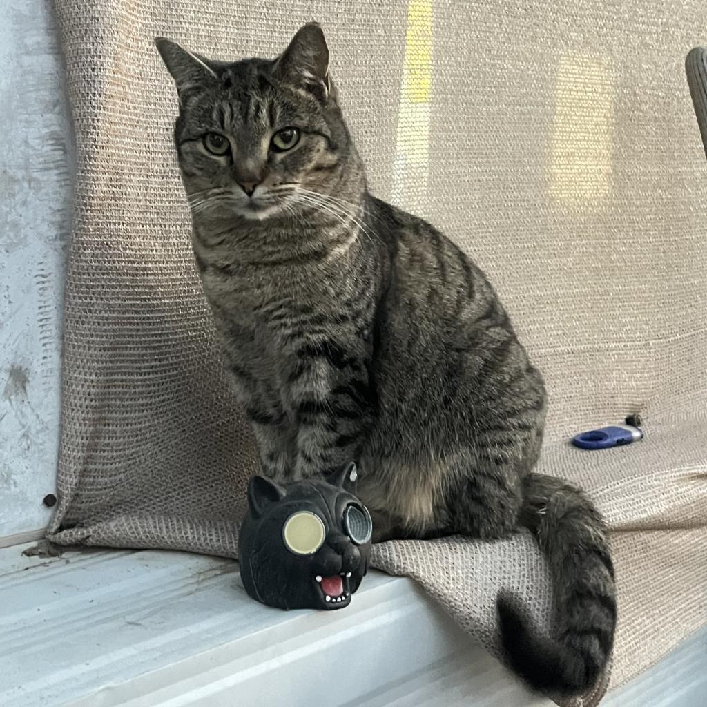 Sasha (Feral)