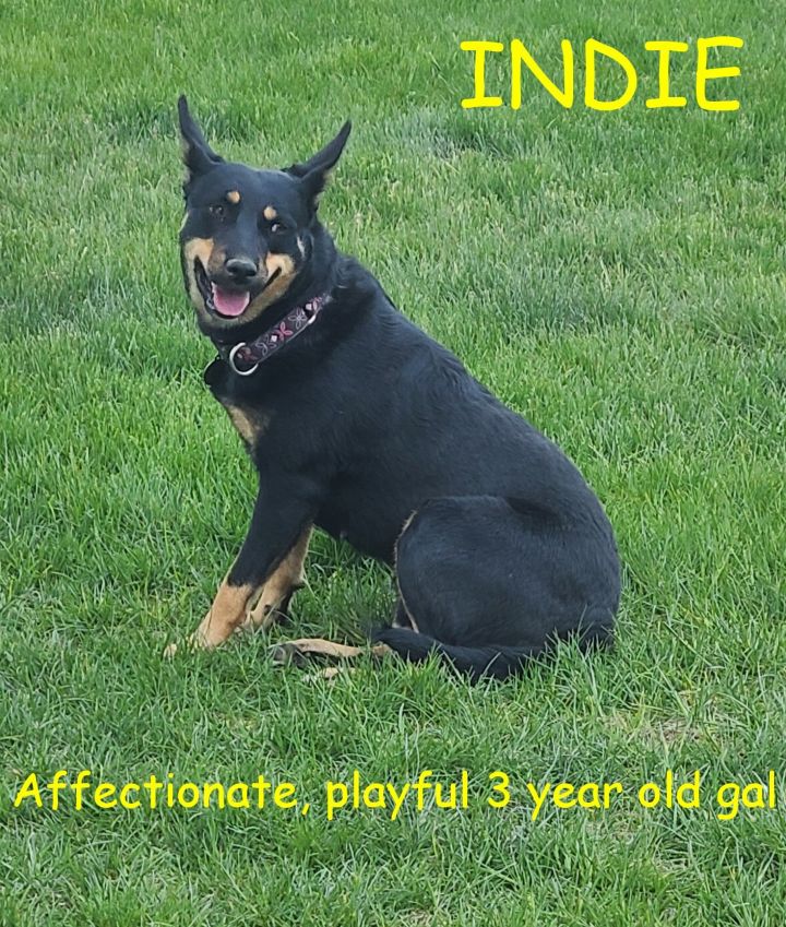 Indie 5