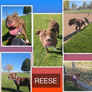 Reese