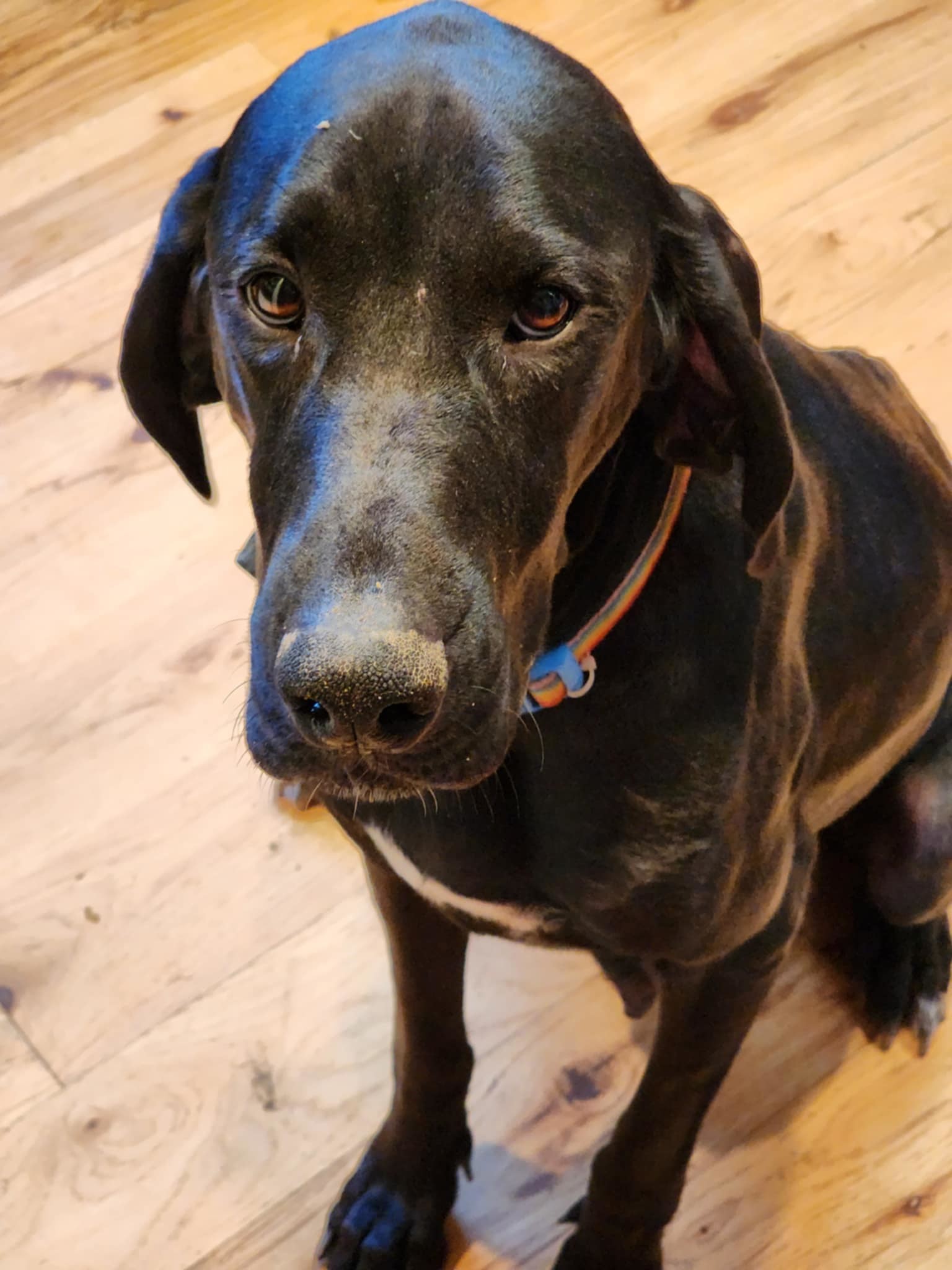 IRIS, an adoptable Bloodhound, German Shorthaired Pointer in Jerome, ID, 83338 | Photo Image 3