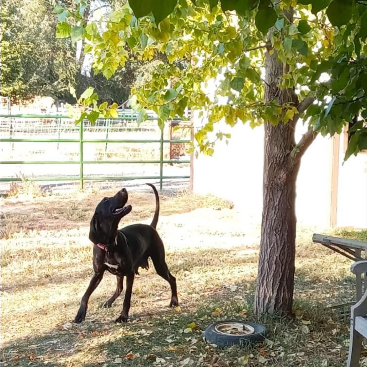 IRIS, an adoptable Bloodhound, German Shorthaired Pointer in Jerome, ID, 83338 | Photo Image 6