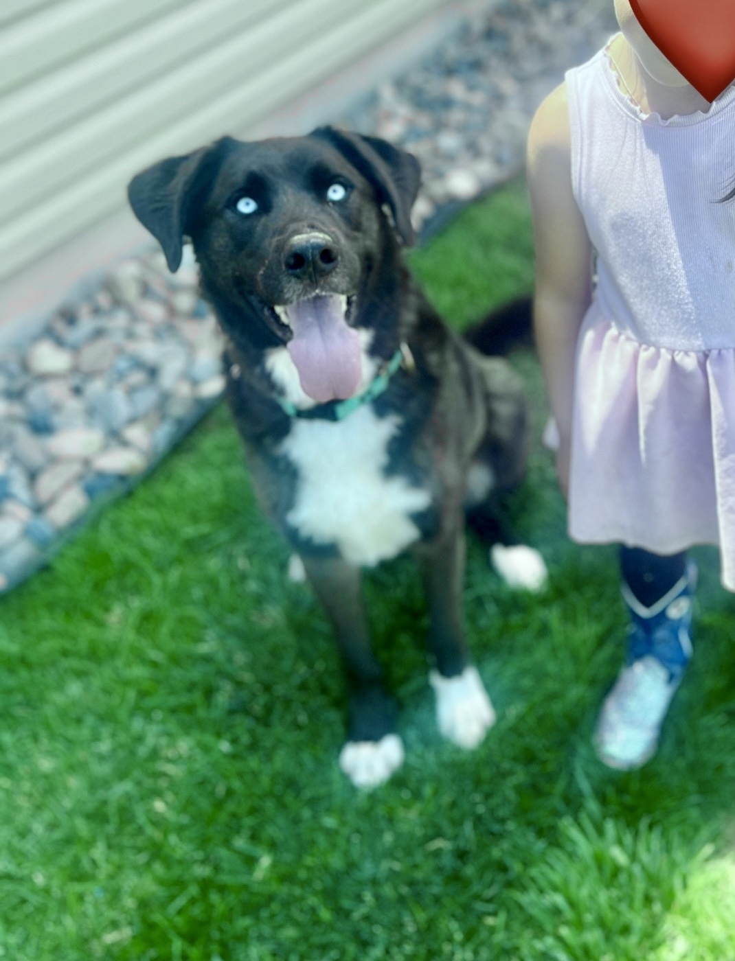 Blue Eyes, an adoptable American Staffordshire Terrier, Siberian Husky in Jerome, ID, 83338 | Photo Image 1