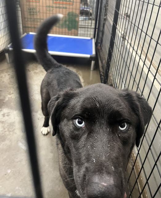 Blue Eyes
