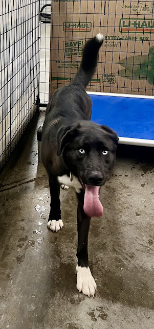 Blue Eyes, an adoptable American Staffordshire Terrier, Siberian Husky in Jerome, ID, 83338 | Photo Image 4