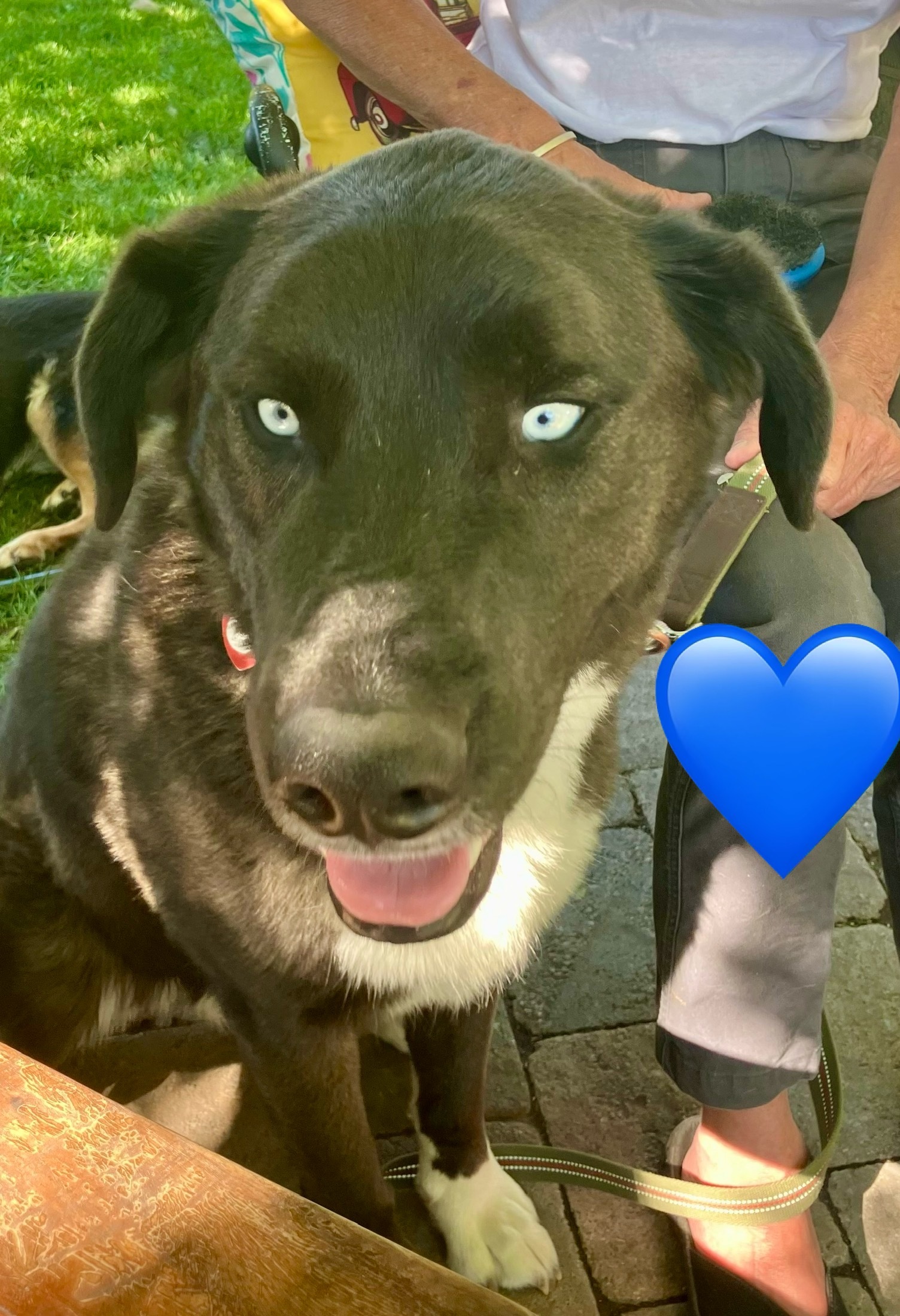 Blue Eyes, an adoptable American Staffordshire Terrier, Siberian Husky in Jerome, ID, 83338 | Photo Image 6