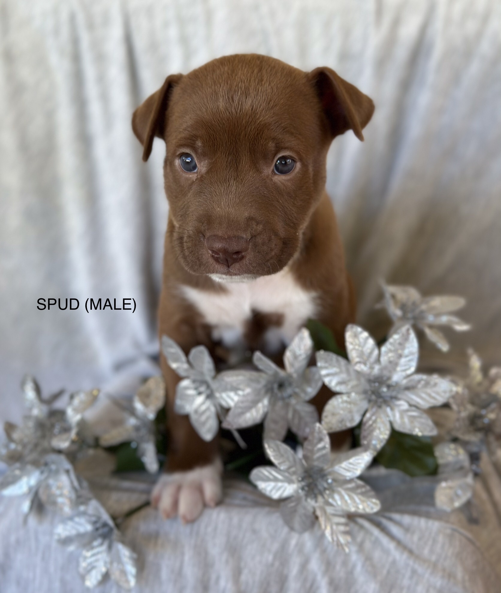 SPUD nka LUCKY (NOVA puppy)