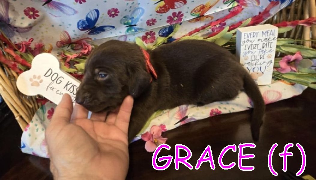 GRACE (IRIS puppy)