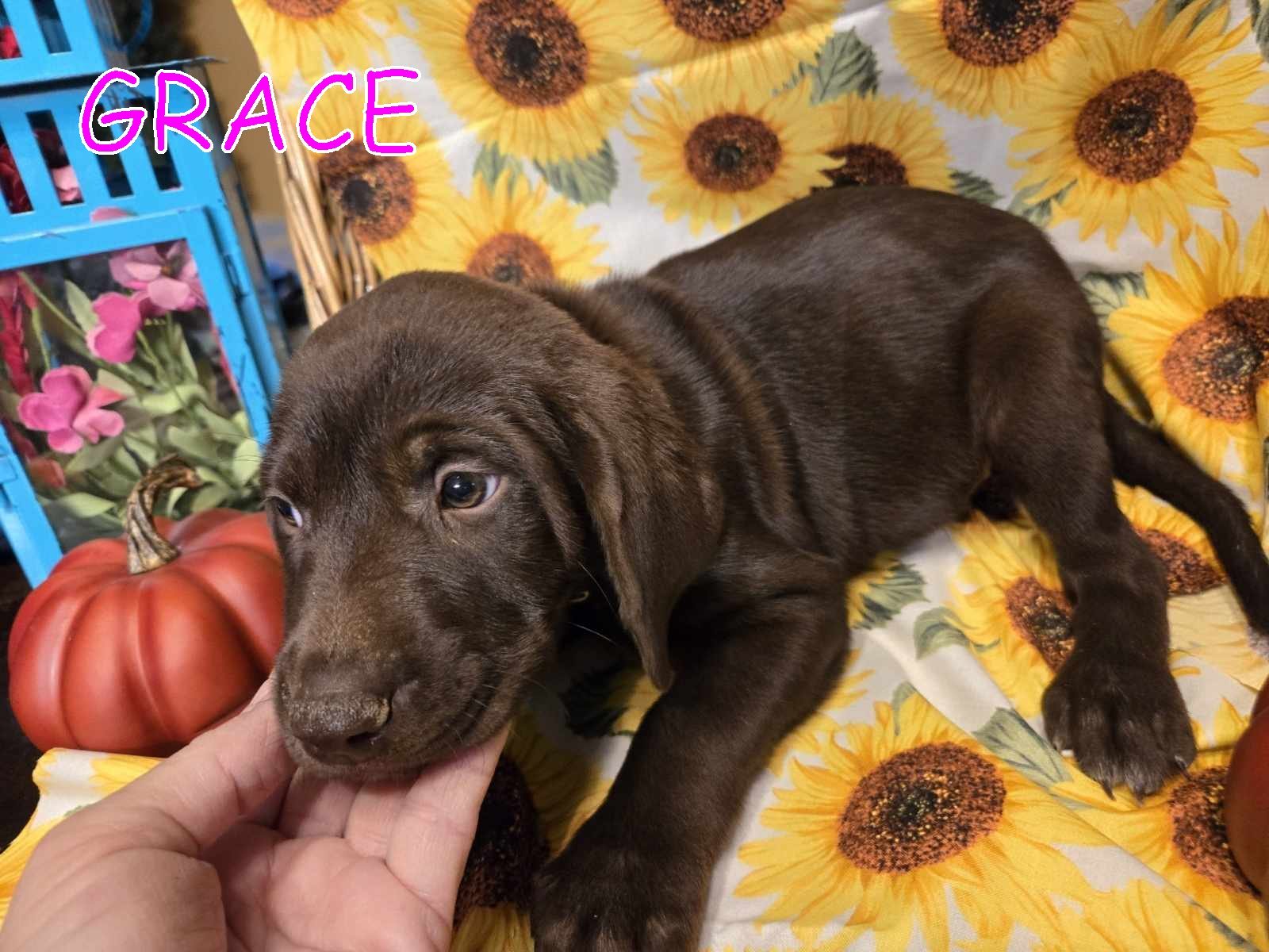 GRACE (IRIS puppy)