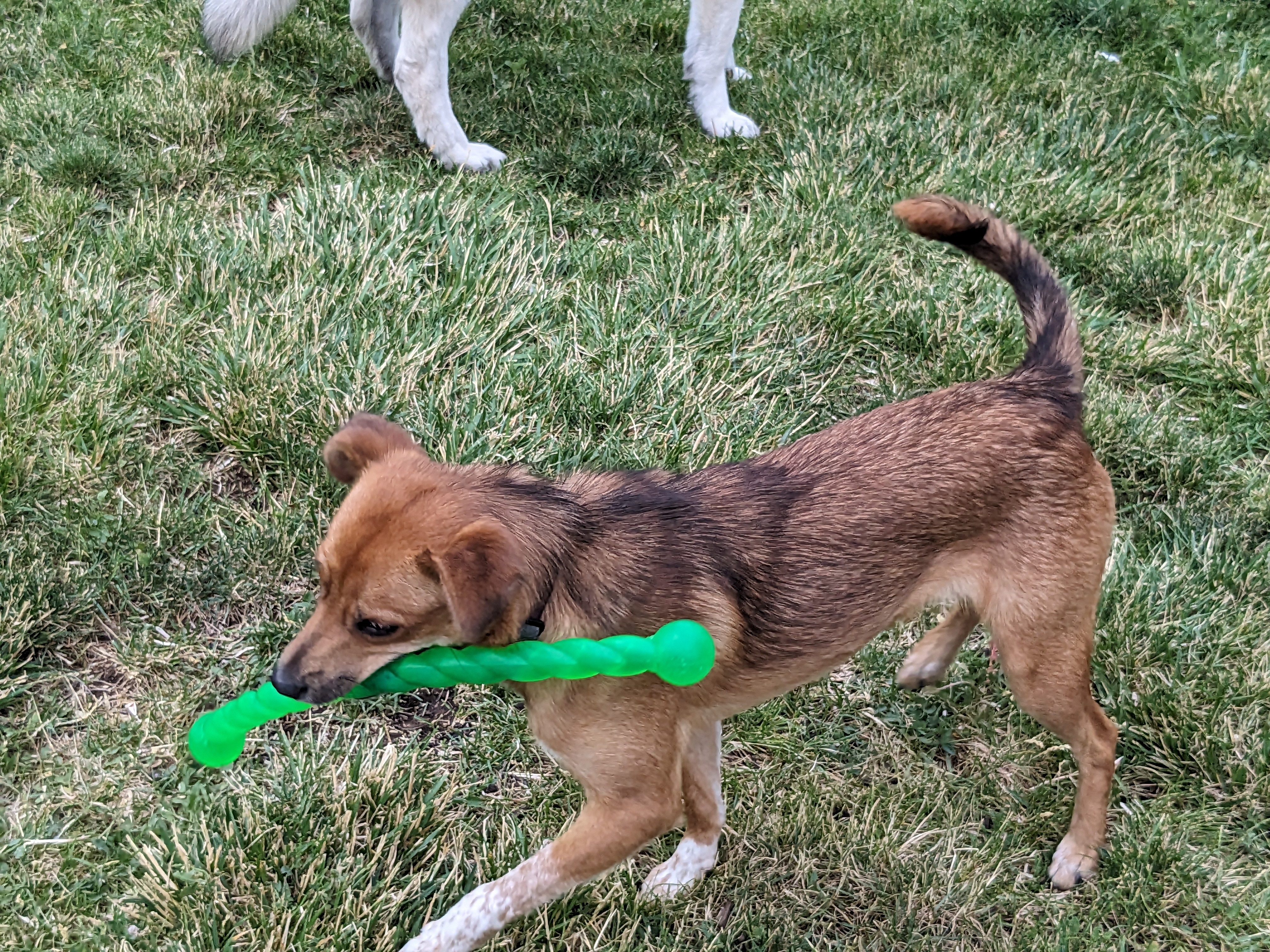 PAPRIKA nka KYVAH, an adoptable Australian Cattle Dog / Blue Heeler in Jerome, ID, 83338 | Photo Image 2