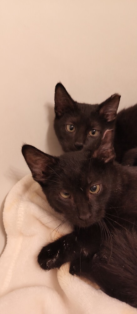 Kita (bonded to Kit)