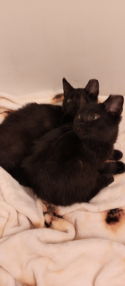 Kit (bonded to Kita)