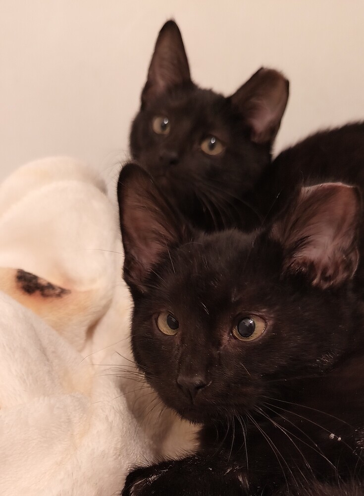 Kit (bonded to Kita)