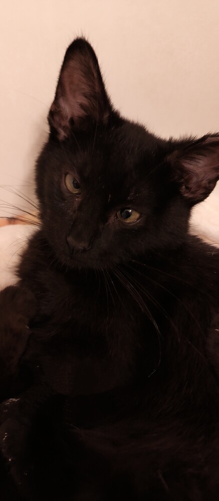 Kit (bonded to Kita)