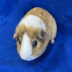 Im Humphrey a 6 year old American male guinea pig who was surrendered with my buddy Sparkles afte