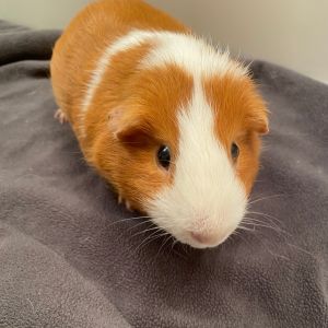 Im Biscuit a 4 year old American male guinea pig who was born in the rescue on 91221 and was