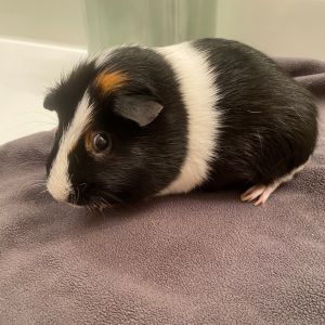 Im O-rio a 35 year old American male guinea pig who was surrendered with my buddy Biscuit after