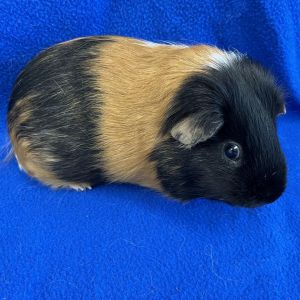 Im Sparkles a 3 year old American male guinea pig who was surrendered with my buddy Humphrey afte