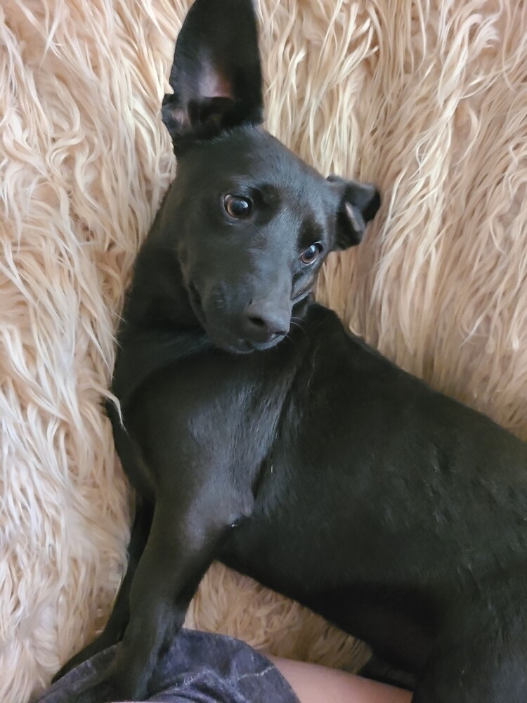 Bear, an adoptable Dachshund, Corgi in Rancho Cucamonga, CA, 91701 | Photo Image 1