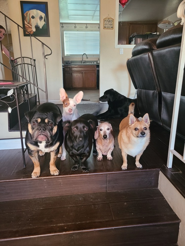 Bear, an adoptable Dachshund, Corgi in Rancho Cucamonga, CA, 91701 | Photo Image 2