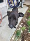 Bear photo 3