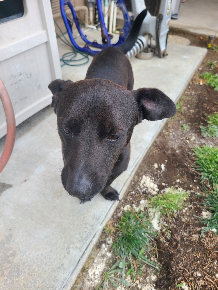 Bear, an adoptable Dachshund, Corgi in Rancho Cucamonga, CA, 91701 | Photo Image 3