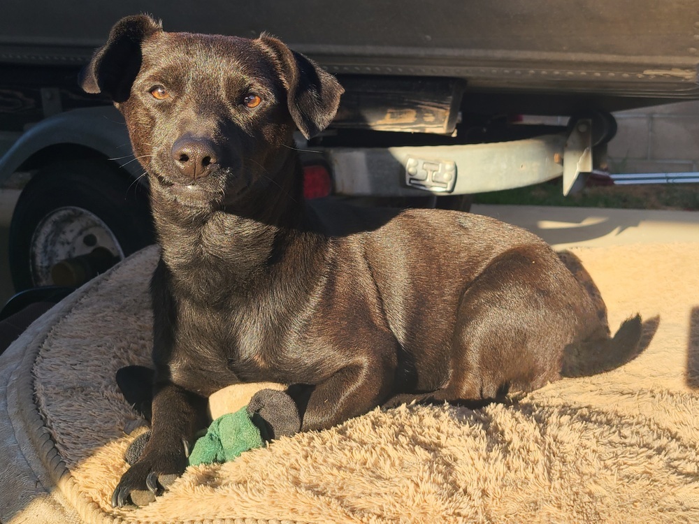 Bear, an adoptable Dachshund, Corgi in Rancho Cucamonga, CA, 91701 | Photo Image 4