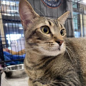 Honey Domestic Short Hair Cat
