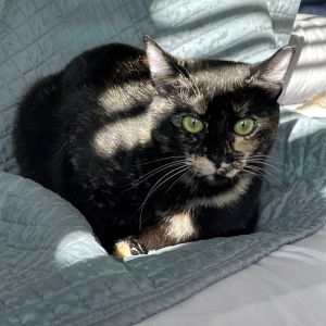 Lila Domestic Short Hair Cat