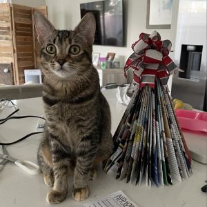 Brulee is a 1-year-old female cat with a stunning torbie coat - her beautiful splashes of orange are