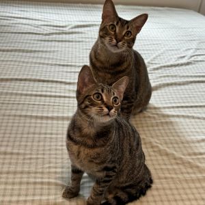 Honey 2 years old and her son Tiger 14 months old share a special bond thats as heartwarming as