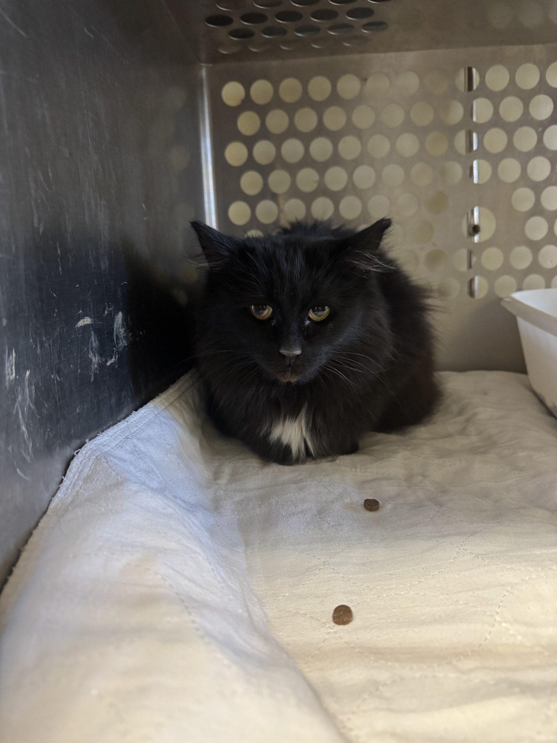 Jiminey, an adoptable Domestic Long Hair in Dillon, MT, 59725 | Photo Image 1