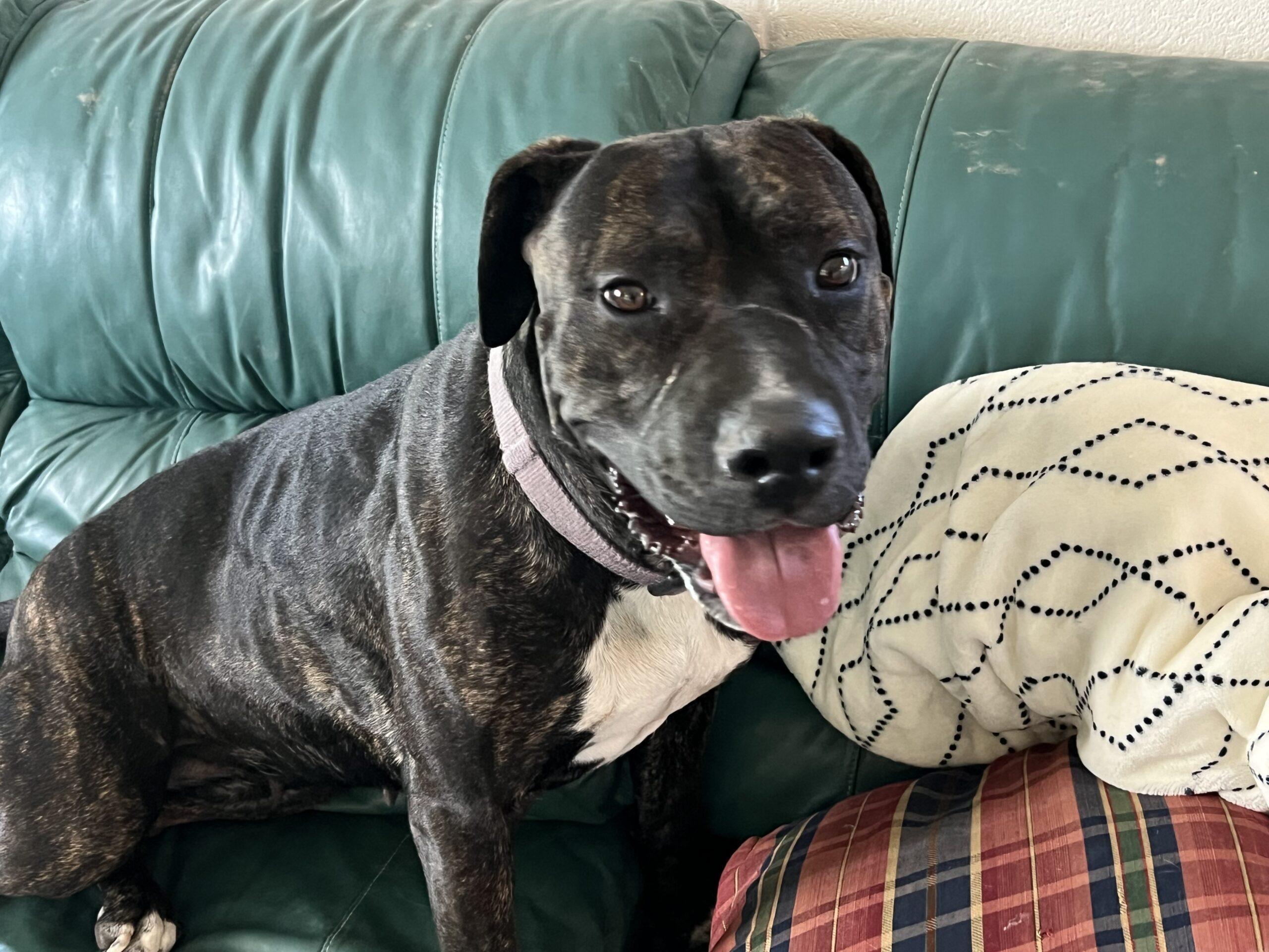 Harley, an adoptable Bullmastiff, Pit Bull Terrier in Dillon, MT, 59725 | Photo Image 1