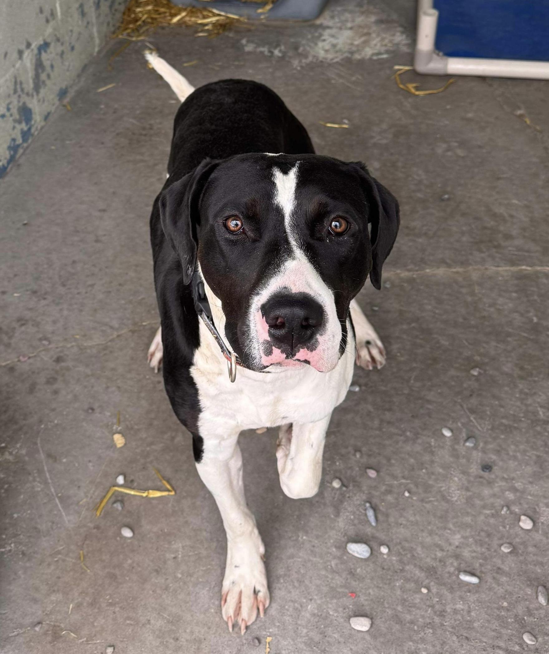 Ferrari, an adoptable Mastiff, Mixed Breed in Dillon, MT, 59725 | Photo Image 1