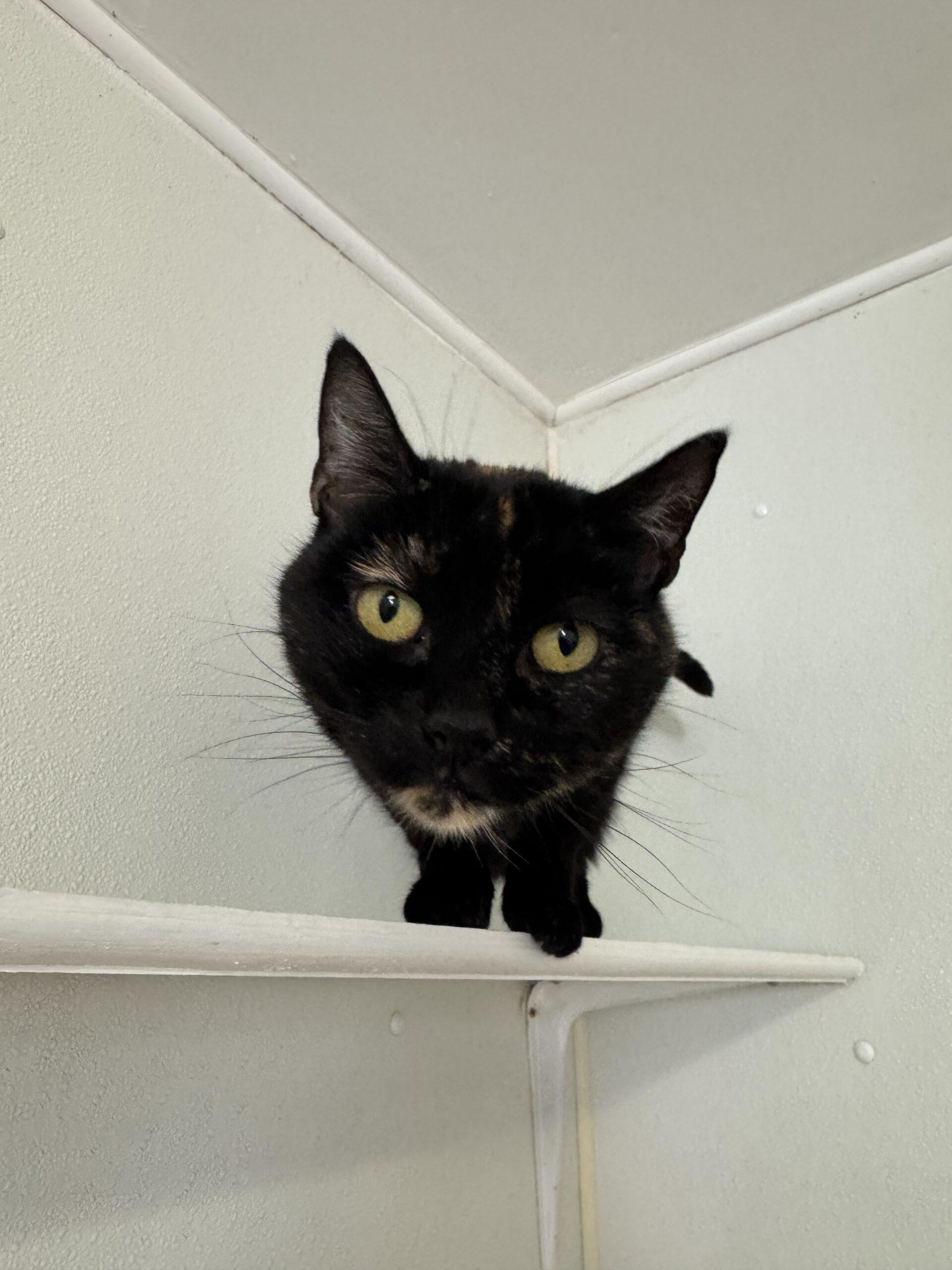 Torti, an adoptable Domestic Short Hair in Dillon, MT, 59725 | Photo Image 1