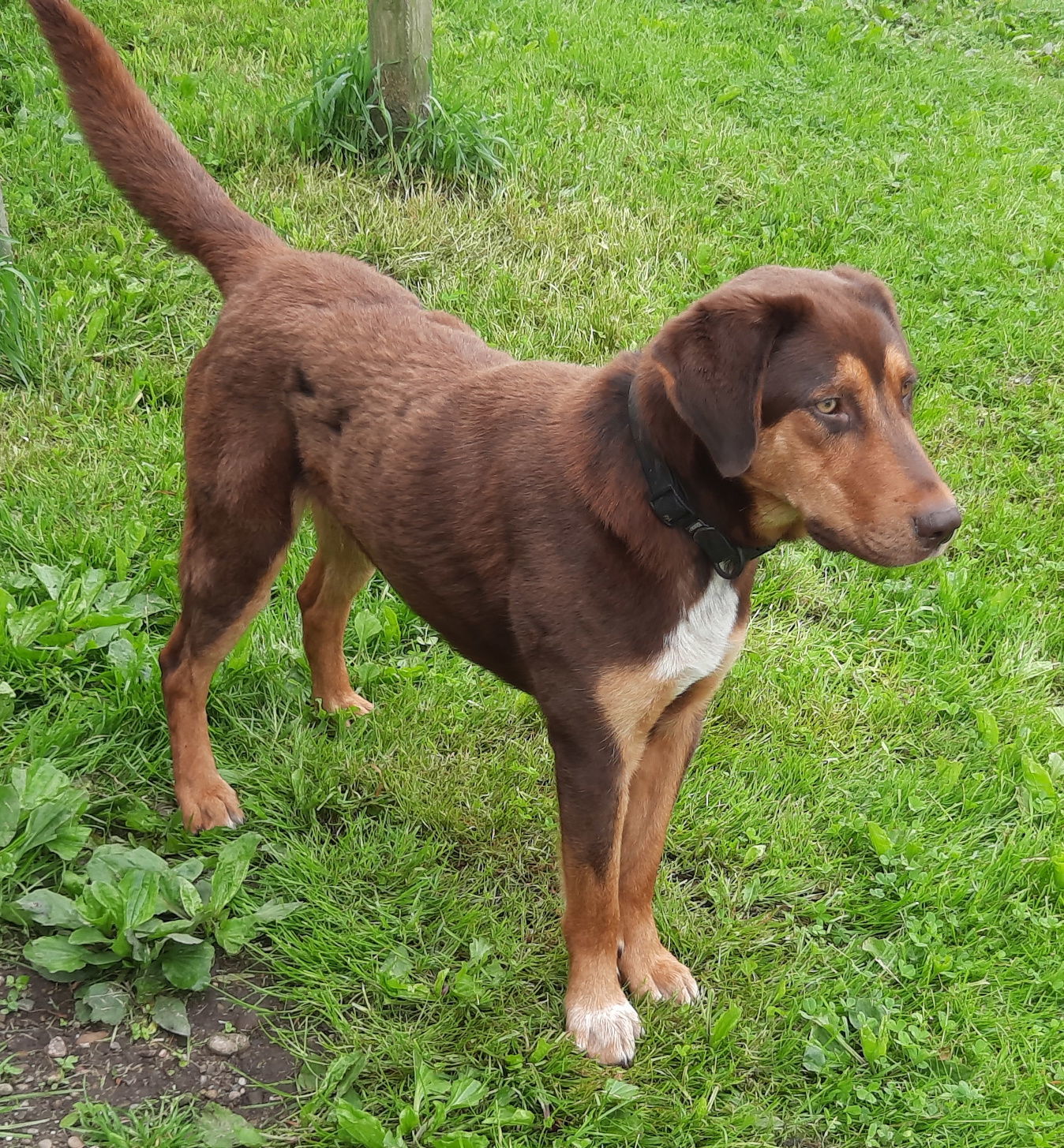 Bruce