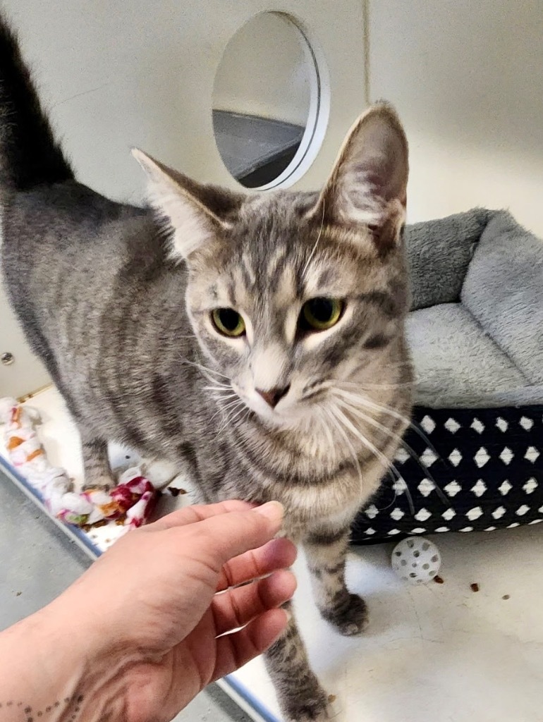 Howie, an adoptable Domestic Short Hair in Crandon, WI, 54520 | Photo Image 1